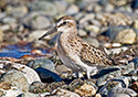 Calidris mauri